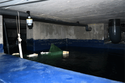 datcik-v-rezervuare-akvariuma.gif